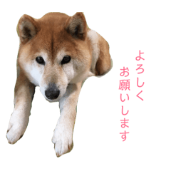 Lineスタンプ おもしろかわいい犬ちゃん 16種類 1円