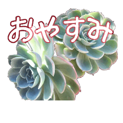 botanical love1(多肉編)
