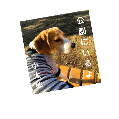 ビーグル犬【小太郎】のスタンプ