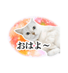 宇宙柄のハイパー猫ちゃん★実写（個別スタンプ：1）