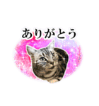 宇宙柄のハイパー猫ちゃん★実写（個別スタンプ：3）