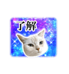 宇宙柄のハイパー猫ちゃん★実写（個別スタンプ：5）