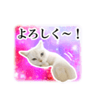 宇宙柄のハイパー猫ちゃん★実写（個別スタンプ：10）
