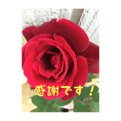 [LINEスタンプ] 優雅な薔薇